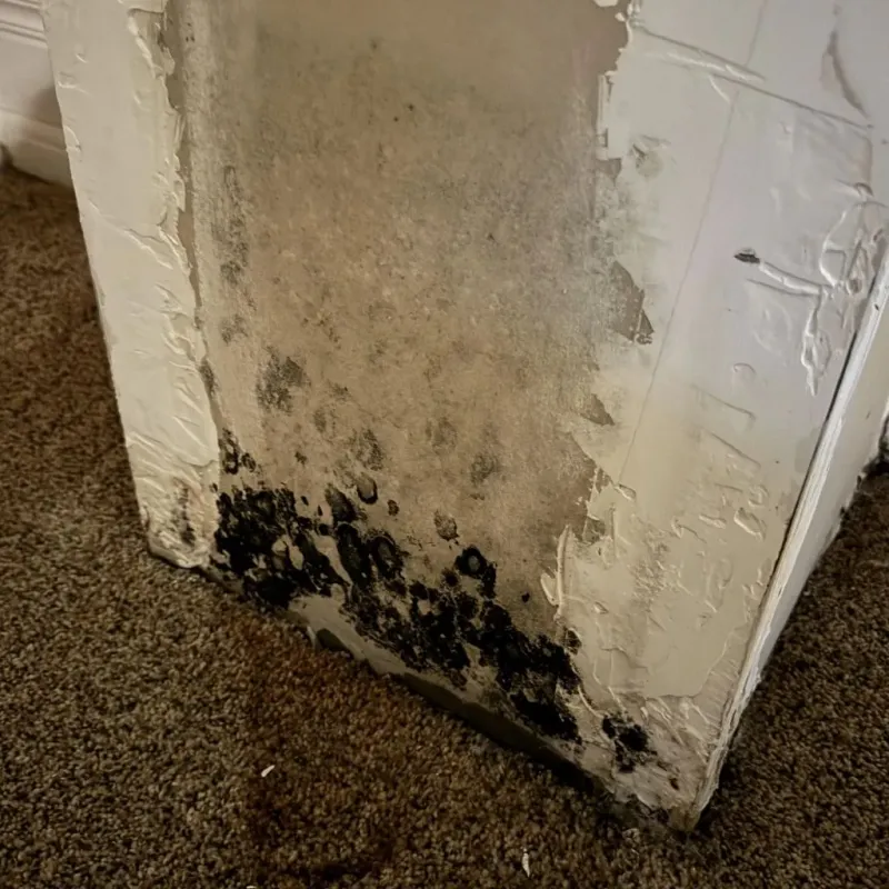 Professional Mold Removal in Lincoln, NE